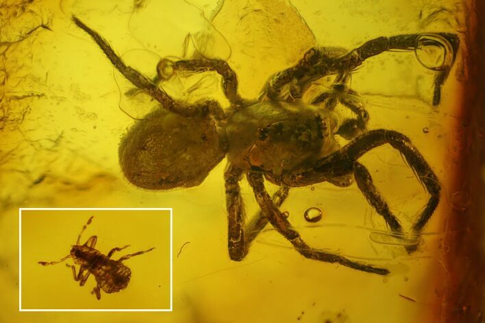 Fossil Aphid, Spider and Two Mites in Baltic Amber #200251